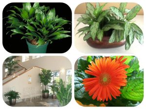نباتات ظل لتنقية الهواء داخل المنزل